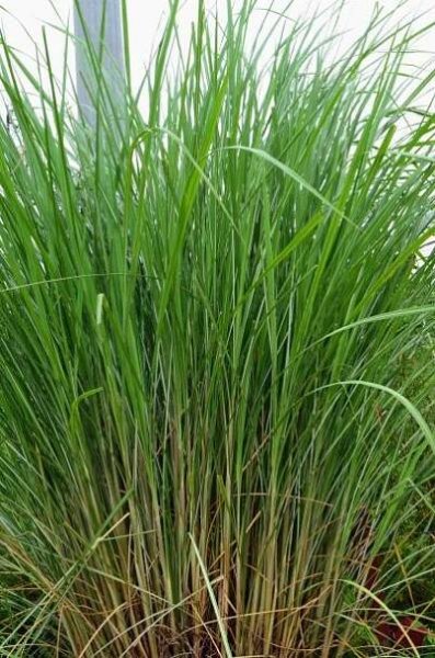 miscanthus fuscus, jeden ze tří druhů známých jako sloní tráva, je jihoasijský druh trávy. je zařazen do rodu silvergrasses a rodiny grass. travní rodina, poaceae. - miscanthus giganteus - stock snímky, obrázky a fotky