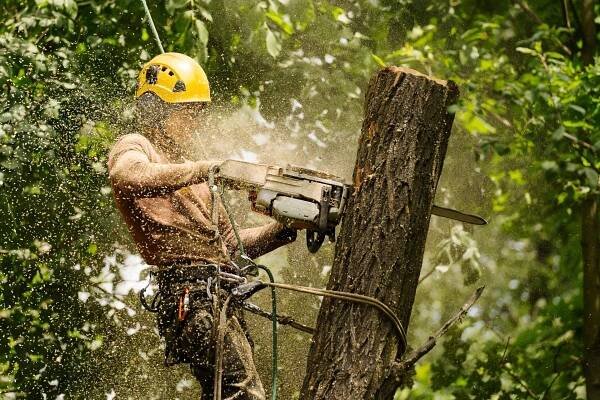 An arborist cutting a tree with a chainsaw