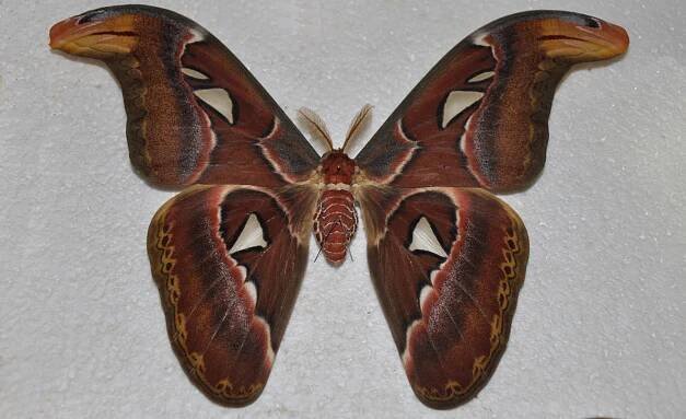 Obrázek - Attacus atlas (martináč atlas) | BioLib.cz