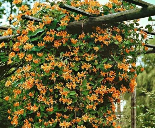 Madreselva en floración todo el año