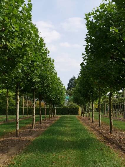 Platanus ×hispanica | platan javorolistý - Van den Berk školky
