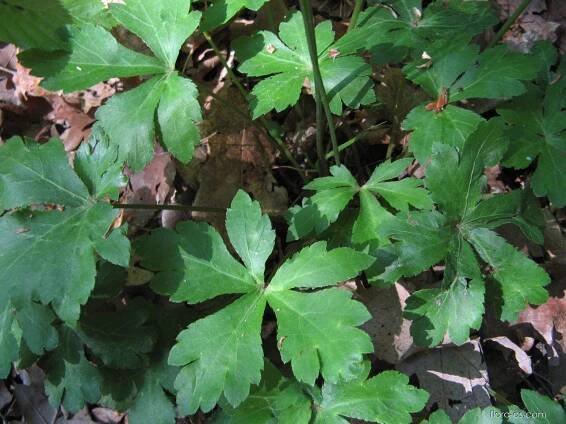 Žindava evropská (Sanicula europaea)