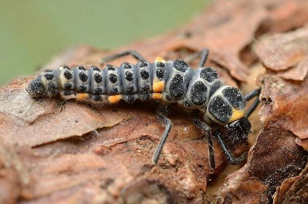 Larva