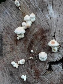 www.ohoubach.cz - o houbách, houbaření, houbařích a o přírodě obecně.