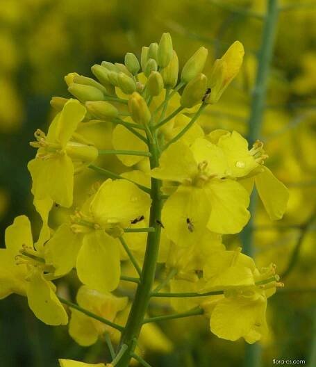 Brukev řepka (Brassica napus)