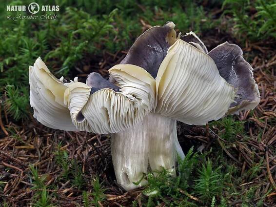 čirůvka havelka | NaturAtlas.cz