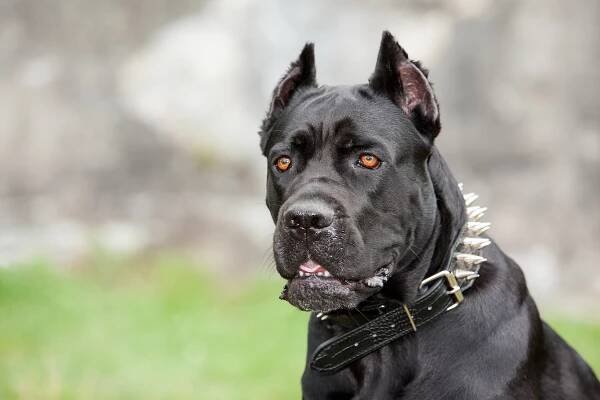 Most Dangerous Dogs in the World