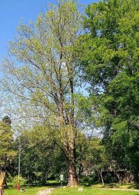 Seznam památných stromů v okrese Kroměříž – Wikipedie