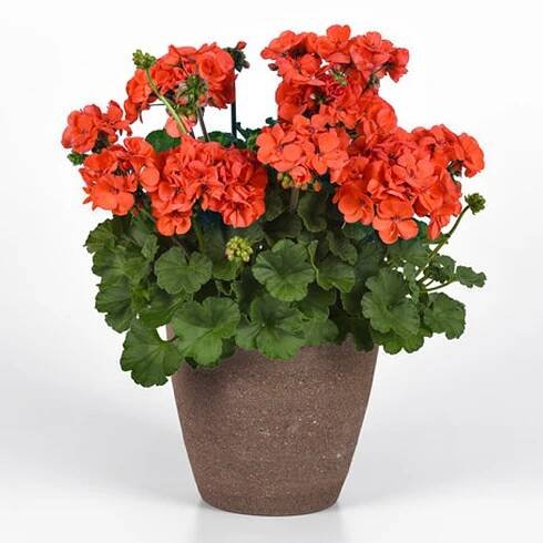 SoleraTM Orange Geranium