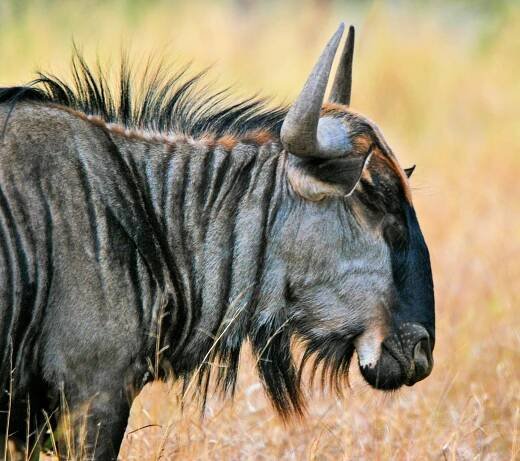 10 000+ nejlepších fotografií na téma Safari · 100% bezplatné stažení · Základové fotografie Pexels
