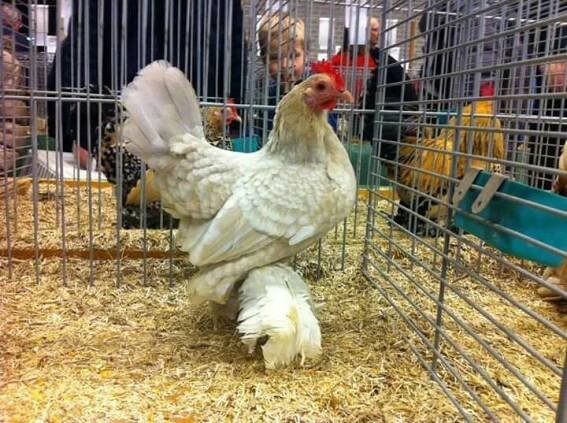 a chicken in a cage with people looking on