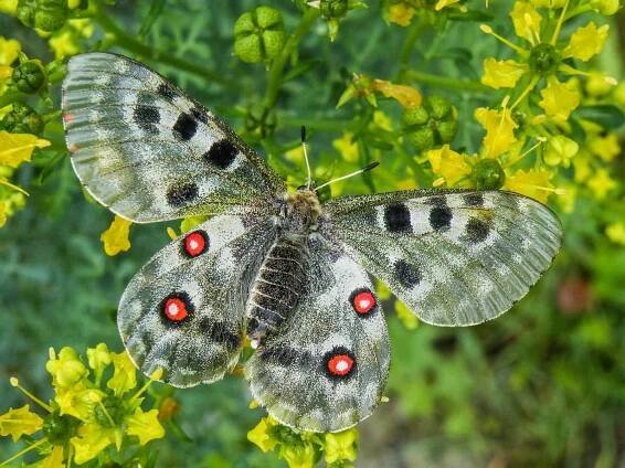 Parnassius Apollo