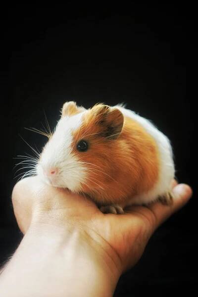 Základová fotografie na téma bílá, cavia porcellus, černá, černé pozadí, chování zvířat, detail, domácí mazlíček, domácí