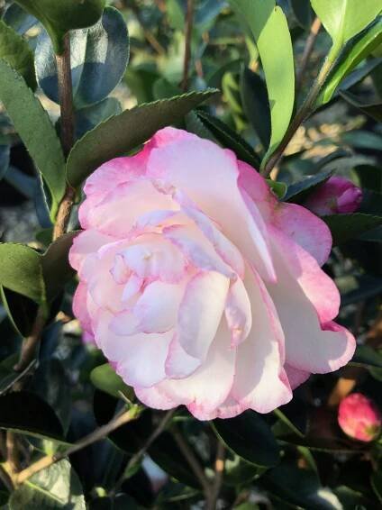 Camellia sasanqua October Magic® Dawn
