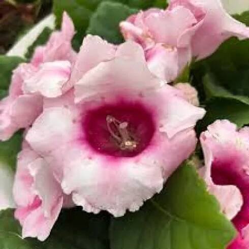 Gloxinia / Sinningia Pink | Onlinezahrady