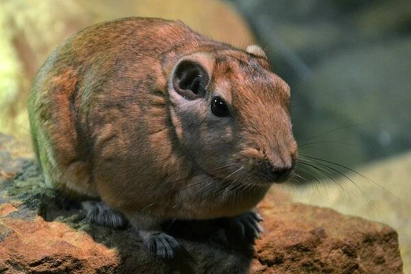 gundi saharský / ctenodactylus gundi