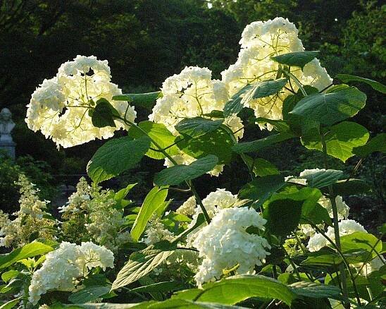 KOLEKCJA HORTENSJI (Hydrangea) w ARBORETUM w WOJSŁAWICACH | Arboretum Wojsławice OBUWr.- STRONA OFICJALNA