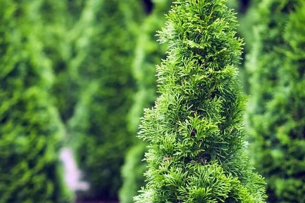 10 Best Trees for Creating Privacy