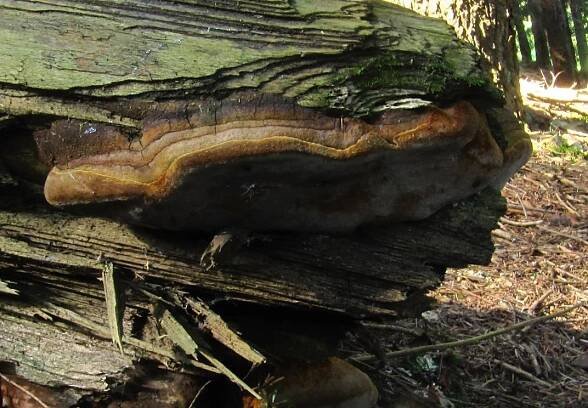 Ohňovec Hartigův - Phellinus Hartigii (Allesch. & Schnabl) Pat. 1903 | www.ohoubach.cz