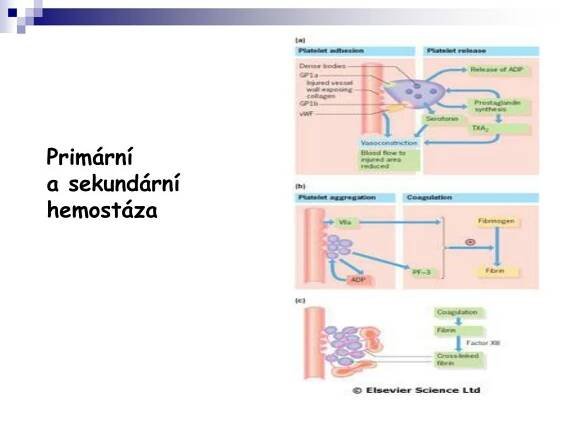 PPT - Regenerace a hojení ran PowerPoint Presentation, free download - ID:1158015