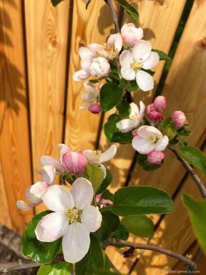 Jabloň domácí Croquella - Malus domestica