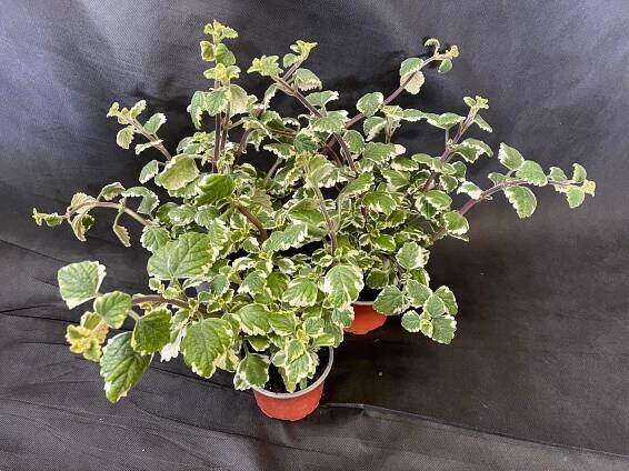Plectranthus coleoides (Plektrant ťahavý)
