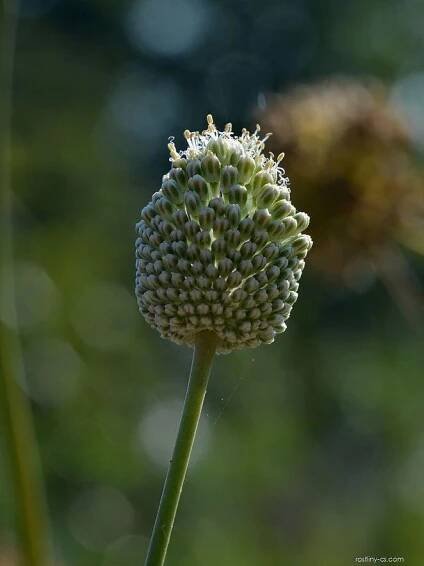 Česnek (Allium guttatum)