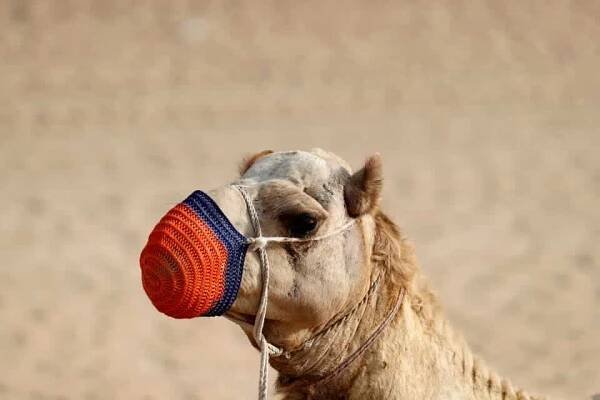 večerní pouštní safari dubaj ()