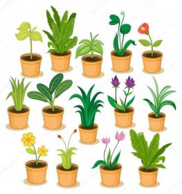 Hrnkové rostliny a květiny