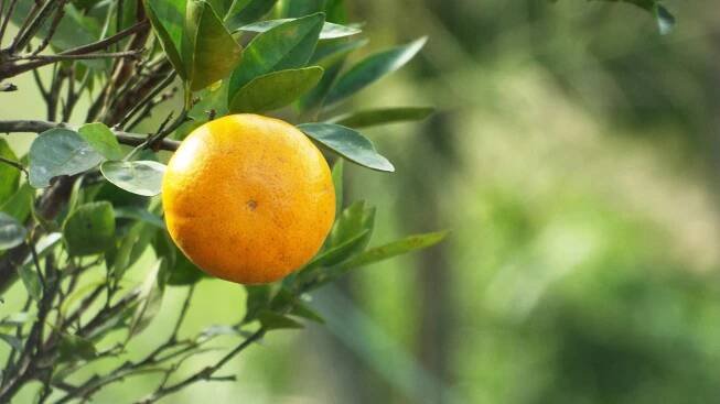 Eine Mandarine aus der ein ätherisches Zitrusöl oder Agrumenöl gewonnen wird. Sie hängt am Mandarinenbaum.