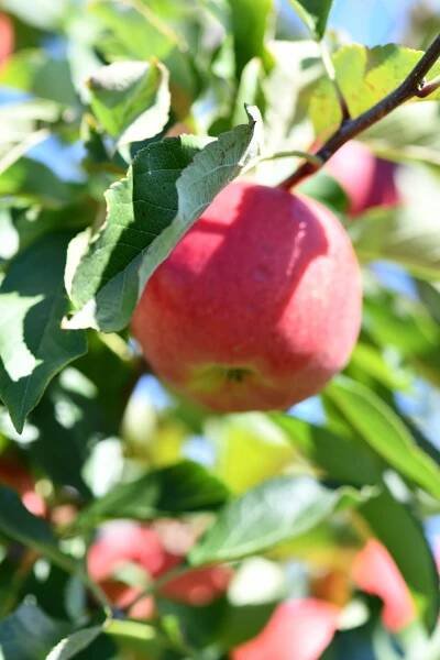 Applewood Farm
