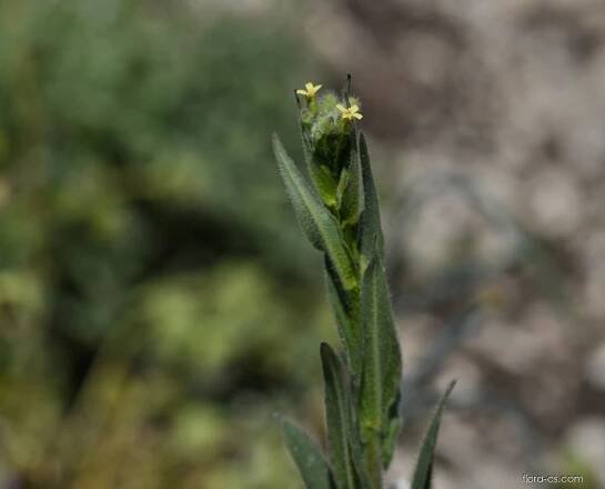 Lnička drobnoplodá (Camelina microcarpa)