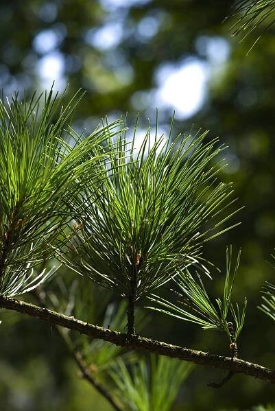 Borovice korejská Glauca (Pinus koraiensis), větve, větévky