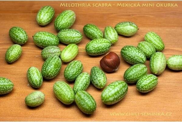 Melothria scabra - Mexická mini okurka - 20 semen