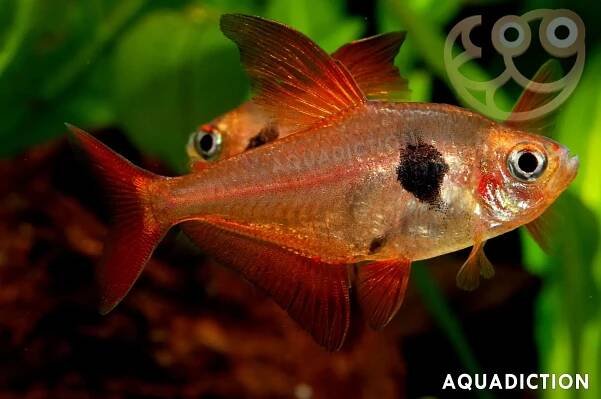 Red Phantom Tetra - Hyphessobrycon sweglesi Fish Profile & Care Guide