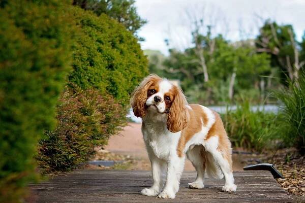 Cavalier King Charles spaniel: Dog breed characteristics & care