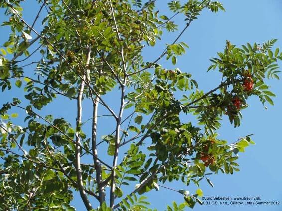 Jarabina vtáčia Edulis | Sorbus aucuparia Edulis - Záhradníctvo ABIES