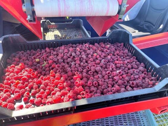 Raspberry Harvester JAREK 5R | JAGODA JPS Agromachines