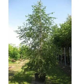 Bříza pýřitá - Betula pubescens Kontejner o objemu 20 litrů