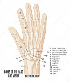 Stáhnout - Ilustrace z kostí anatomie ruky a zápěstí — Ilustrace