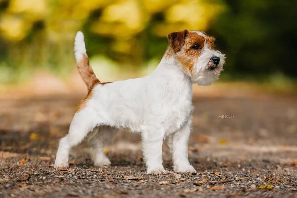 AXWELL OD HADÍHO POTOKA – Jack Russell teriér od Hadího potoka