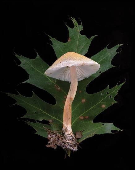 113-203-209-Innocybe-geophylla-white-fibrecap-pois.-copy.jpg