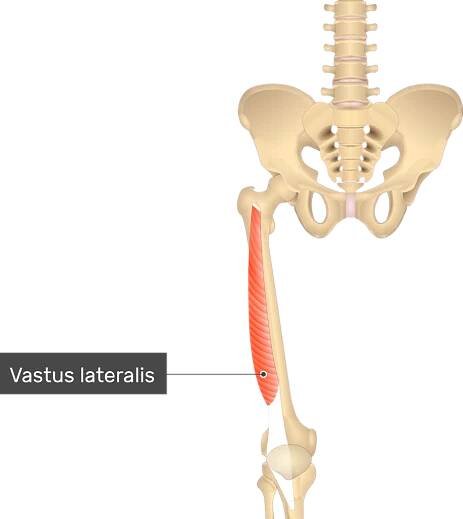 An image showing the Vastus Lateralis Muscle attached to the lower limb