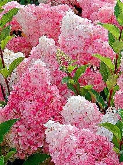 Hortenzie latnatá 'Vanille Fraise'