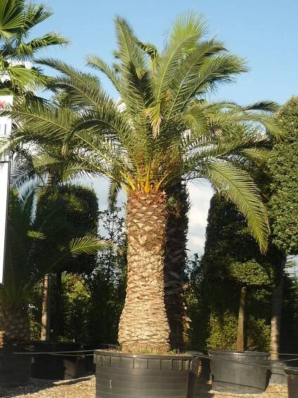 Phoenix Canariensis