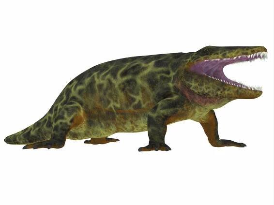 Eryops, side profile