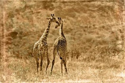 Žirafy (Giraffa camelopardalis) v deltě Okavango v Botswaně, Afrika — Stock obrázek