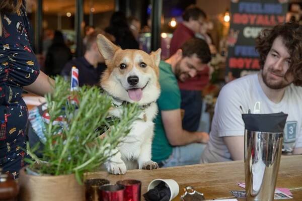Corgi Cafe London – Official Photos