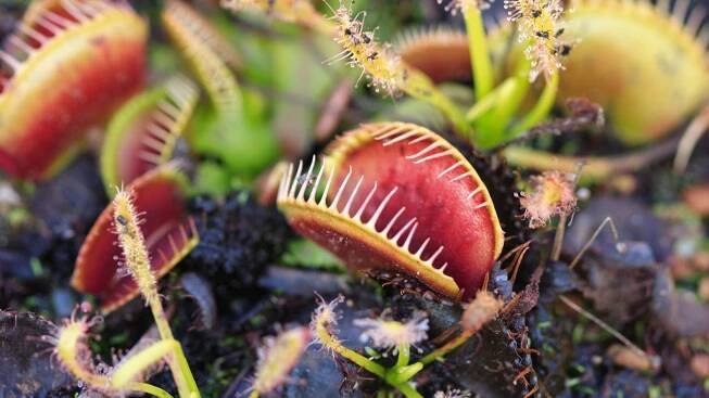 Try These 4 Indoor Carnivorous Plants: Creepy Carnivores To Add To Your Plant Collection