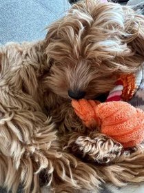 Squeaky Animals Dog Chew Toy | The Pampered Pooch Co